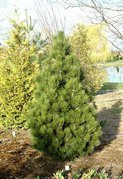 Sosna bośniacka Malinki Pinus leucodermis C5