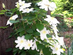 Powojnik Marie Boisselot Clematis C2