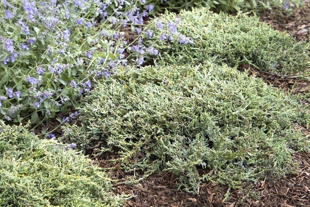 Jałowiec płożący Icee Blue PBR Juniperus horizontalis C2