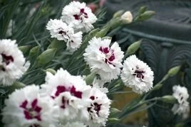 Goździk postrzępiony Ine Dianthus plumarius P9