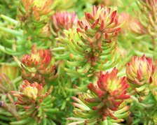Rozchodnik nicejski Aureum Sedum sediforme P9