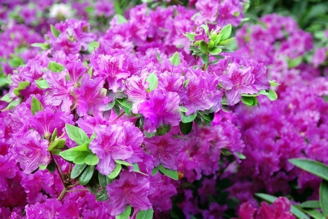 Azalia japońska Konigstein Rhododendron obtusum C2