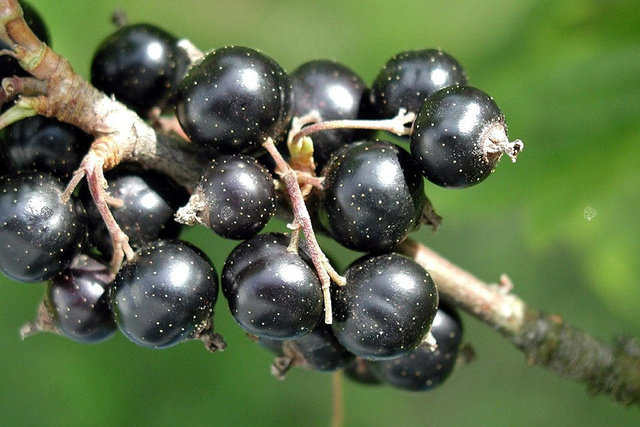 Porzeczka czarna Ribes nigrum C2