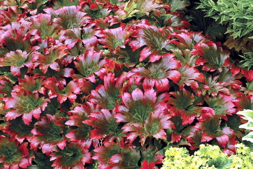 Mukdenia Rossa Crimson Fans Mukdenia rossii C1,5
