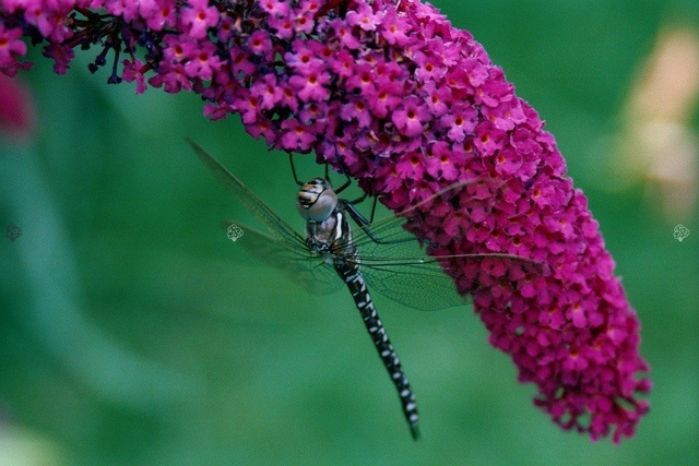 Budleja Davida Harlequin Buddleja davidii P9