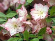 Azalia japońska Roehr's Peggy Ann Rhododendron obtusum C2