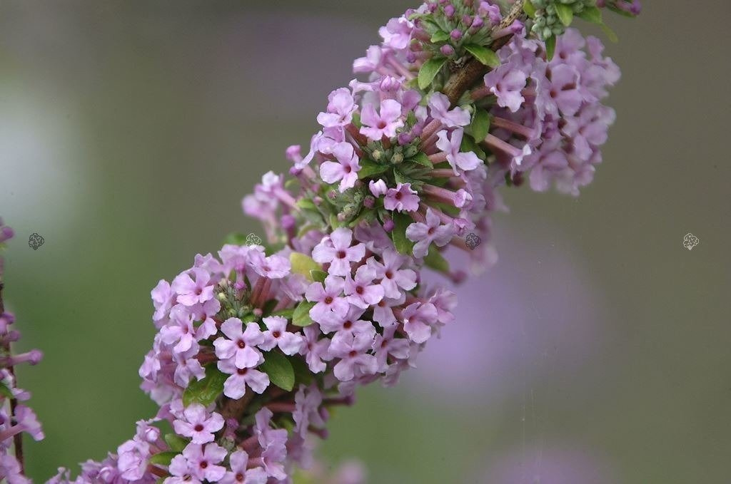 Budleja skrętolistna Buddleja alternifolia P9