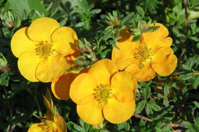 Pięciornik krzewiasty Tangerine Potentilla fruticosa P9