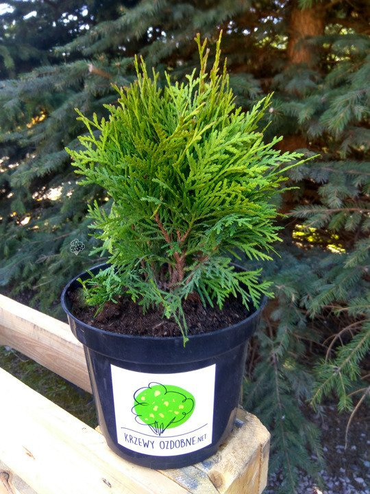 Tuja kulista Danica Thuja occidentalis