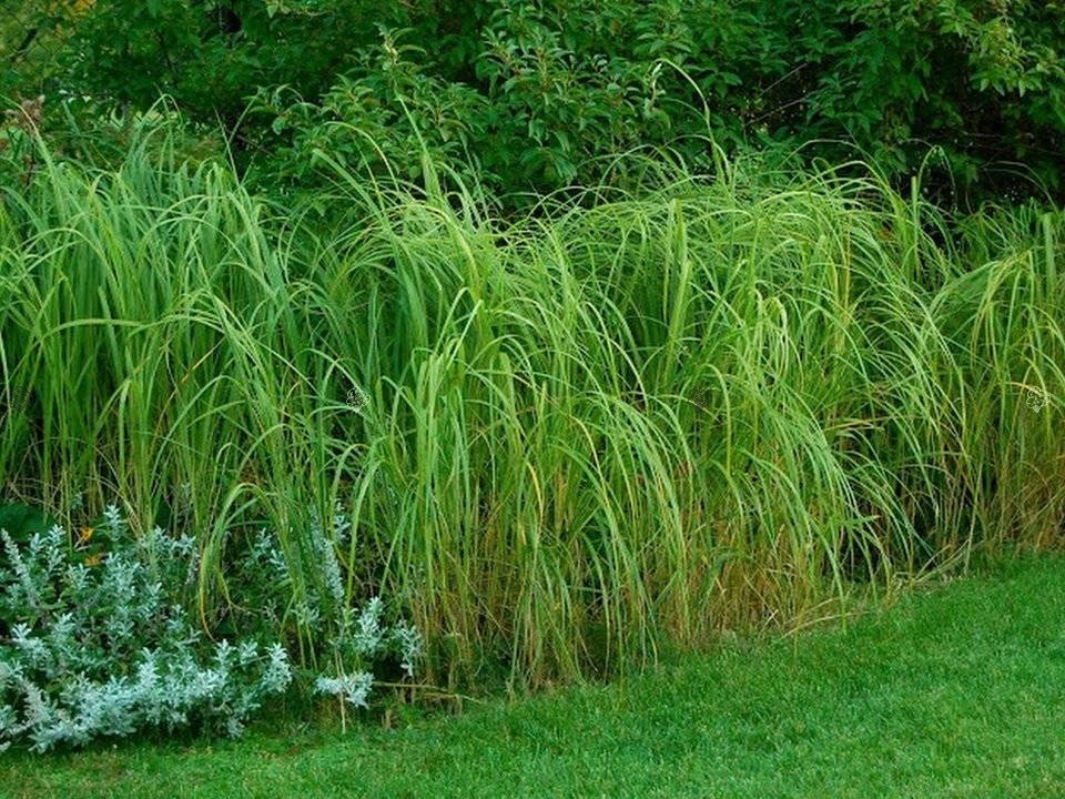 Spartyna grzebieniasta Aureomarginata Spartina pectinata C2
