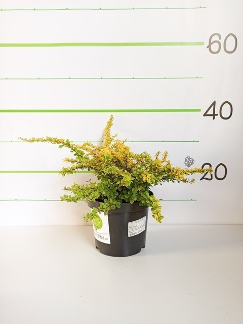 Berberys Thunberga Sunsation Berberis thunbergii C2