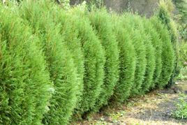 Tuja Wagneri Thuja occidentalis C2