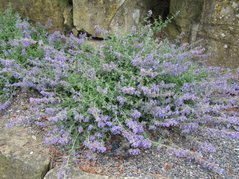 Kocimiętka groniasta Nepeta racemosa C2