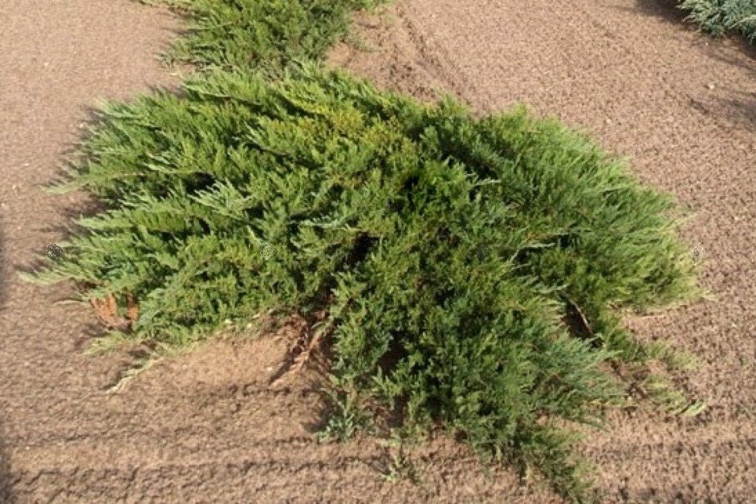 Jałowiec sabiński Tam No Blight Juniperus sabina C2
