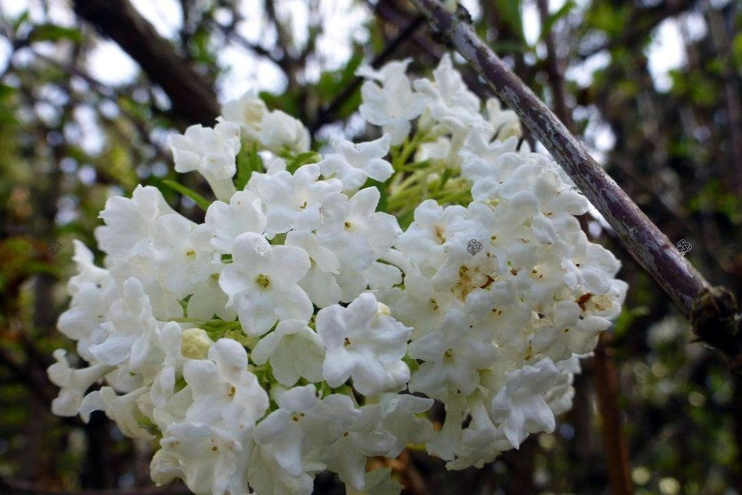 Kalina wonna Candidissimum Viburnum farreri P9