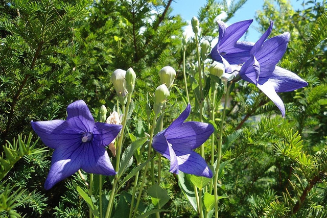 Dzwonek brzoskwiniolistny Highcliffe Variety Campanula latiloba C3