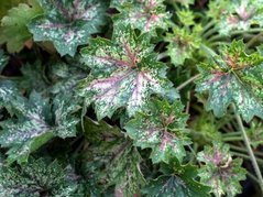 Żurawka Dew Drops Heuchera C2