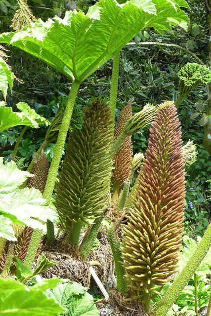 Gunnera olbrzymia Gunnera manicata P11