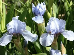 Irys miniaturowy Blue Denim Iris pumila C2