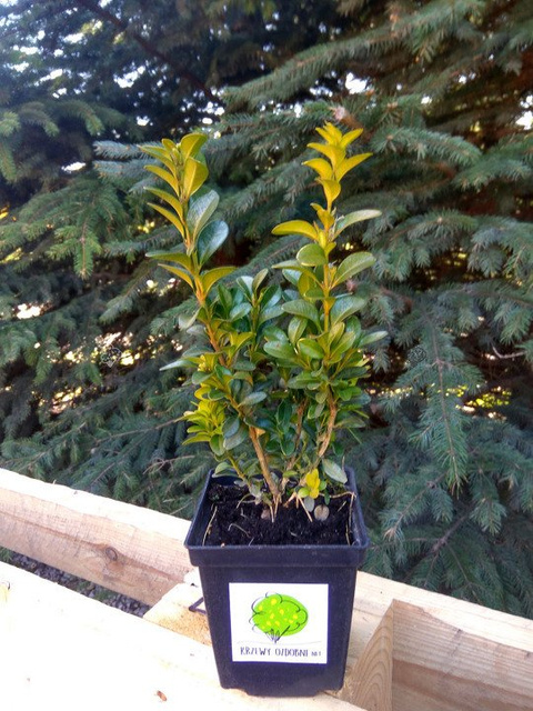 Bukszpan wieczniezielony Buxus sempervirens P9