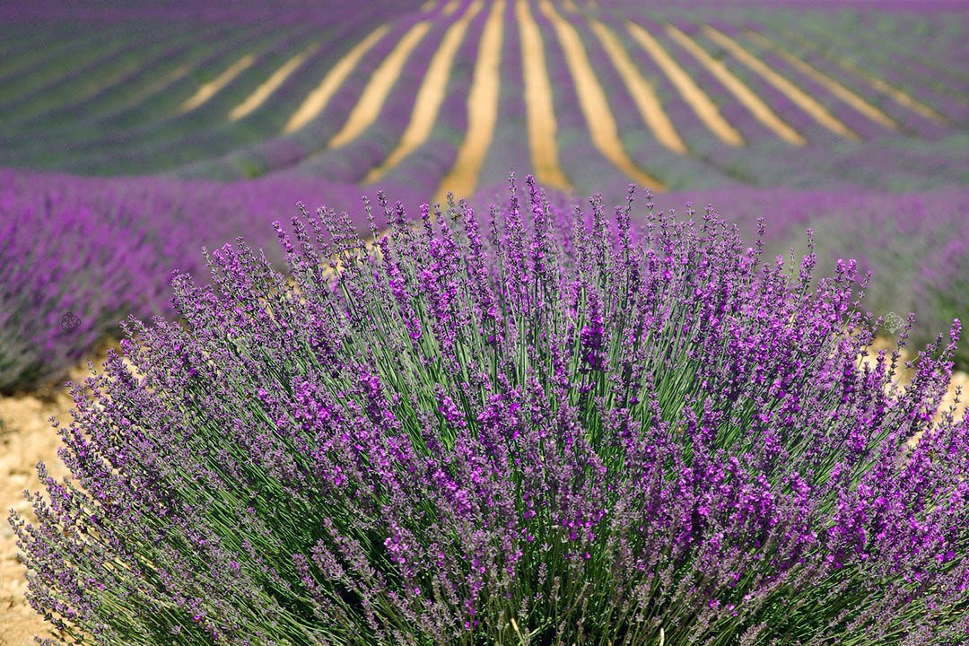 Lawenda wąskolistna Hidcote Blue Scent Lavandula angustifolia P9