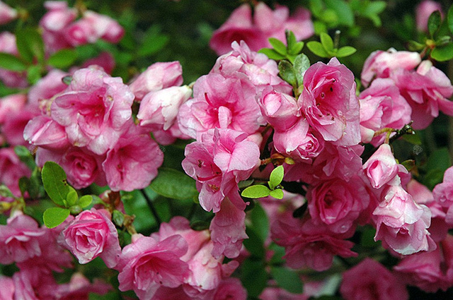 Azalia japońska Rosebud Rhododendron obtusum C2
