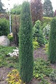 Jałowiec pospolity Arnold Juniperus communis C3
