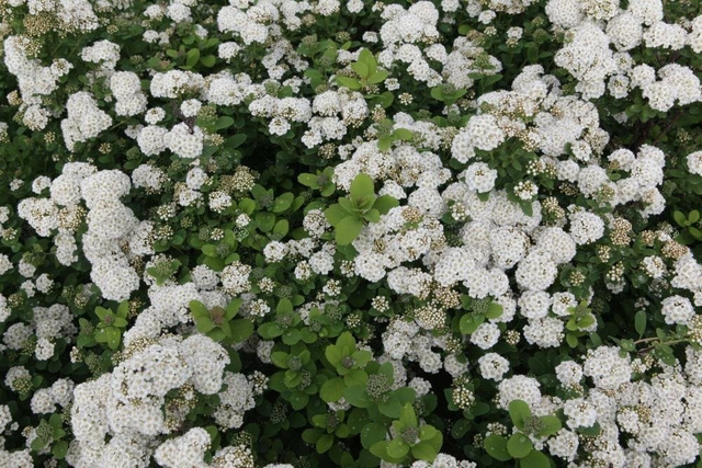 Tawuła brzozolistna Island Spiraea betulifolia P9