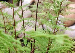 Wietlica samicza Rotstiel Athyrium filix-femina C3
