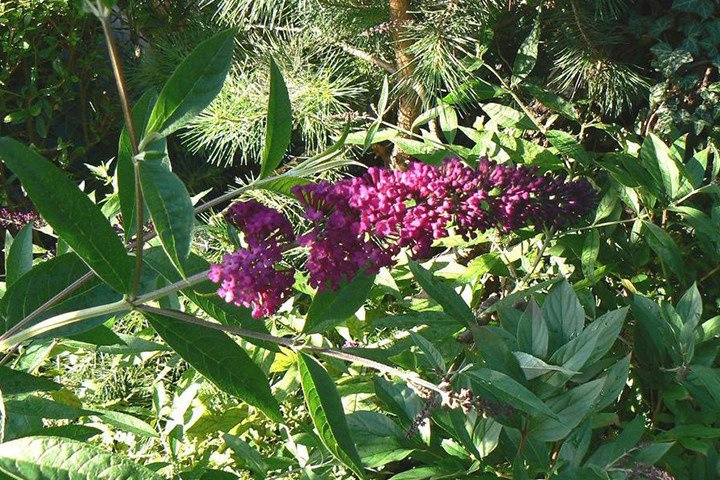 Budleja Davida Royal Red Buddleja davidii C2