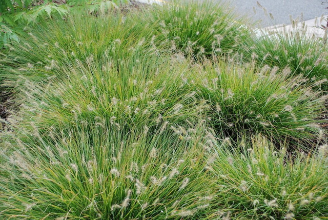 Rozplenica japońska Little Bunny Pennisetum alopecuroides P9