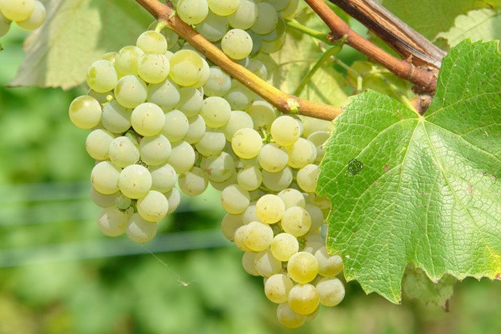 Winorośl Bianca Vitis C2