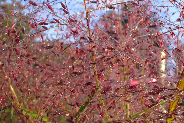 Miłka okazała Eragrostis spectabilis C2