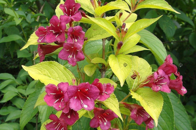 Krzewuszka cudowna Aurea Weigela florida P9