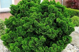 Cyprysik tępołuskowy Nana Gracilis Chamaecyparis obtusa P9