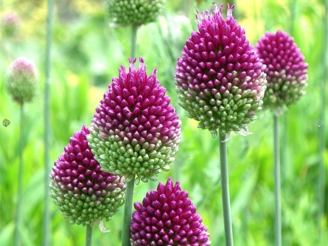 Czosnek glówkowaty Allium sphaerocephalon P9