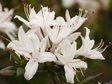 Azalia wielkokwiatowa Sommerduft Rhododendron viscosum C4