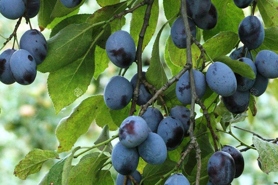 Śliwa Węgierka Zwykła Prunus domestica