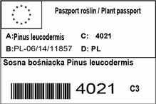 Sosna bośniacka Pinus leucodermis