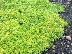 Macierzanka cytrynowa Aureus Thymus Citriodorus P9