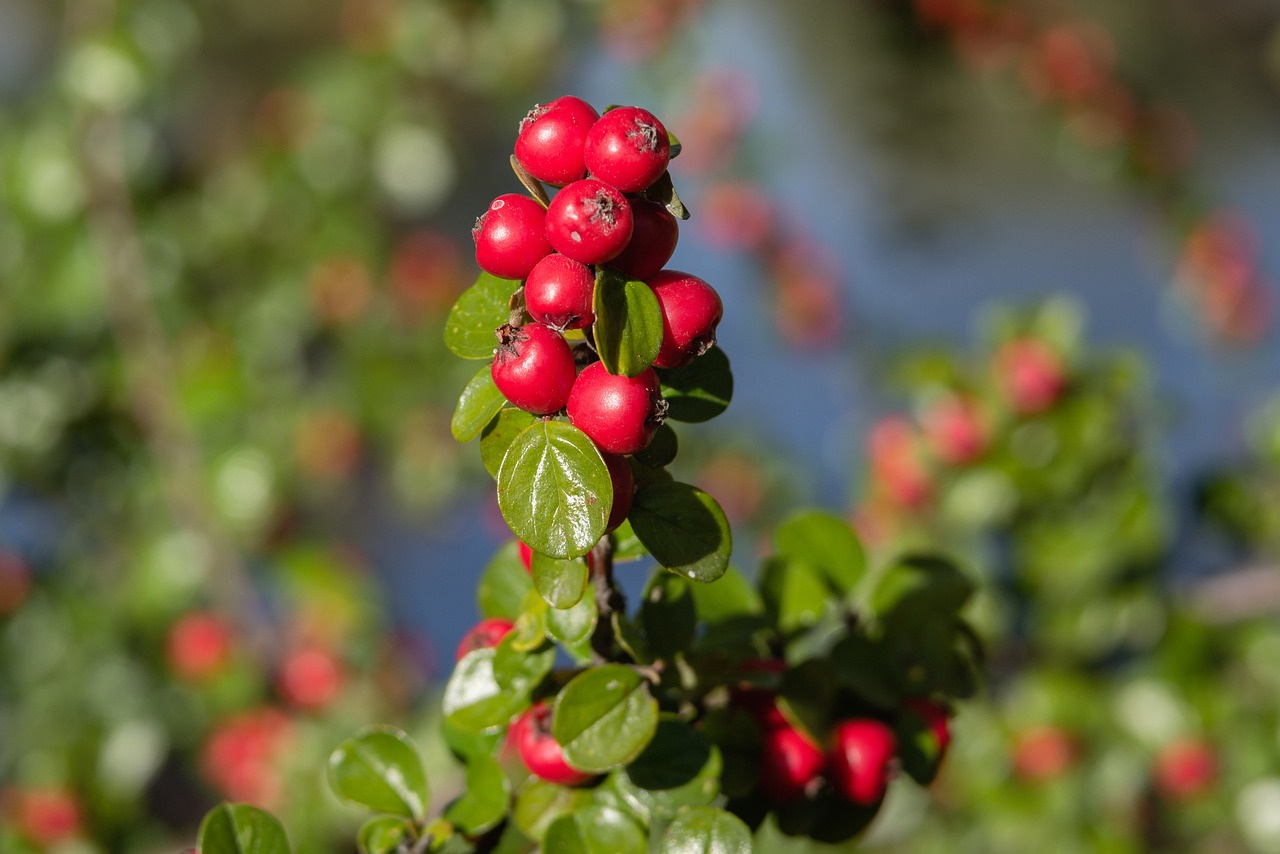 Irga płożąca Dammera Major Cotoneaster dammeri P9