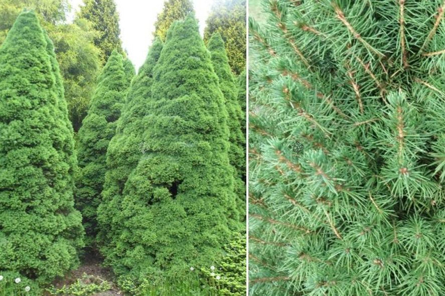 Świerk biały Conica Picea glauca C5