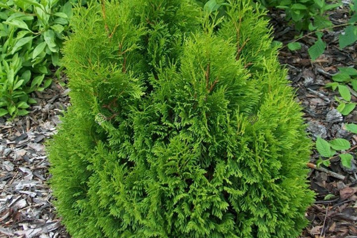 Tuja Miky Thuja occidentalis P9