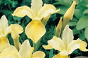 Kosaciec syberyjski Butter and Sugar Iris sibirica P9
