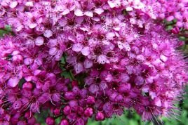 Tawuła japońska Dart's Red Spiraea japonica C2