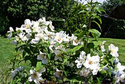 Jaśminowiec Belle Etoile Philadelphus C3