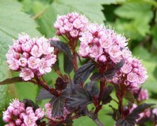 Pęcherznica kalinolistna Little Devil PBR Physocarpus opulifolius C3