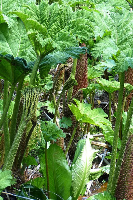 Gunnera olbrzymia Gunnera manicata P11
