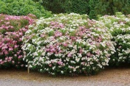 Tawuła japońska Genpei Shirobana Spiraea japonica P9