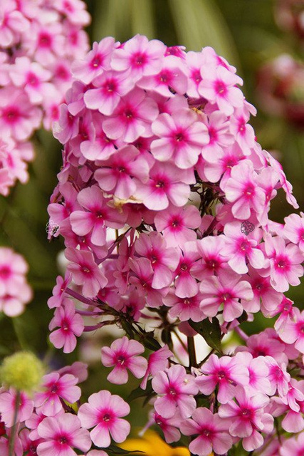 Floks wiechowaty Bright Eyes Phlox paniculata C3